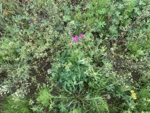 上尾市藤波、土地の画像です