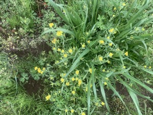 上尾市藤波、土地の画像です