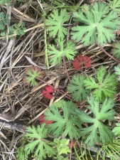 上尾市藤波、土地の画像です