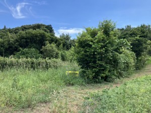 西尾市寺部町、土地の画像です