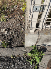 前橋市本町、土地の画像です