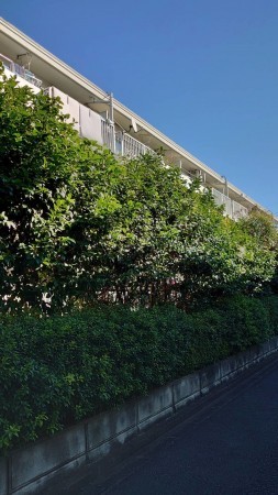 相模原市南区西大沼、マンションの画像です
