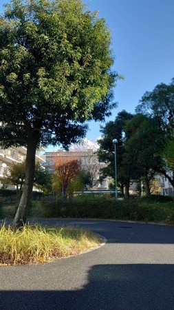 相模原市南区新磯野、マンションの画像です