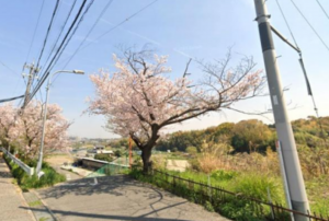 泉南市信達市場、土地の画像です
