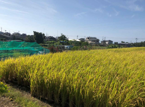 阪南市貝掛、土地の画像です