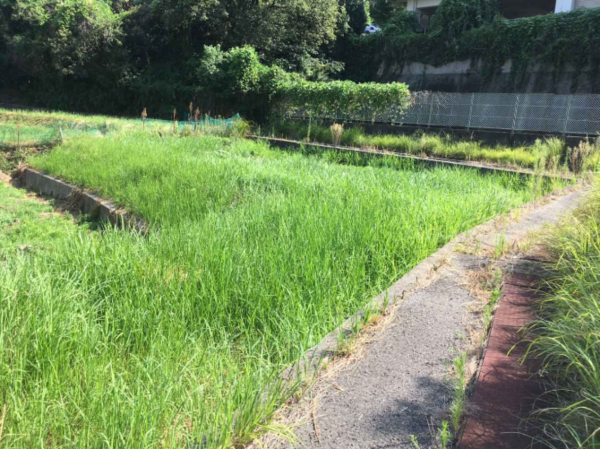 阪南市南山中、土地の画像です