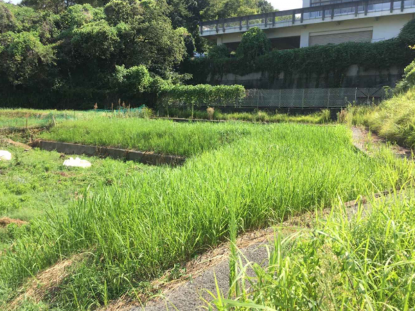 阪南市南山中、土地の画像です