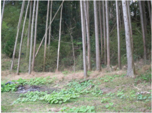 いすみ市岬町、土地の画像です