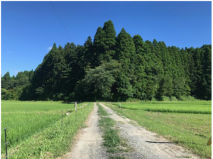 いすみ市山田、土地の画像です