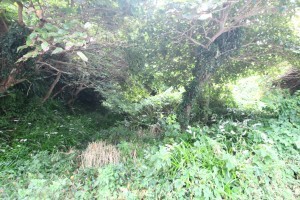 勝浦市川津、土地の画像です