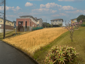 勝浦市興津久保山台、土地の画像です