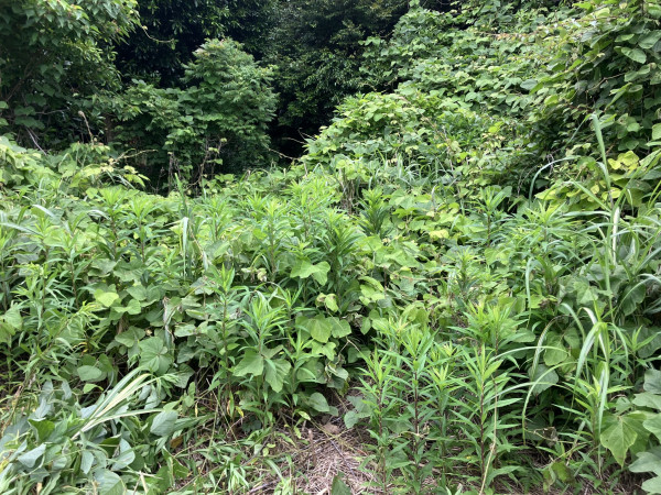 いすみ市岬町、土地の画像です