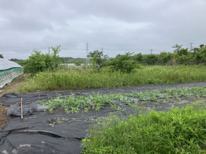 いすみ市岬町、土地の画像です