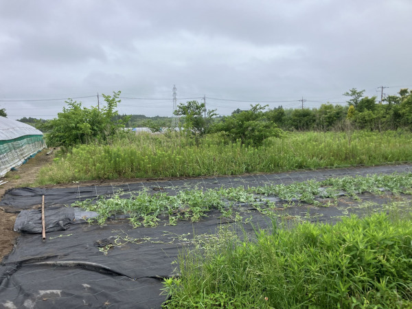 いすみ市岬町、土地の画像です