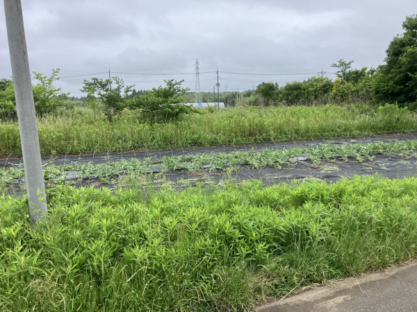 いすみ市岬町、土地の画像です