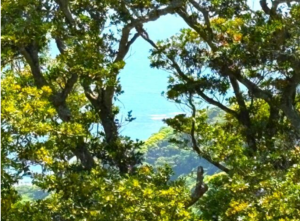 勝浦市串浜、土地の画像です