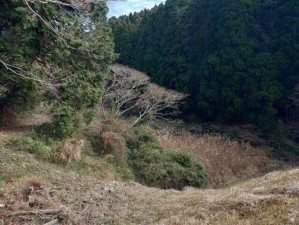 いすみ市新田、土地の画像です