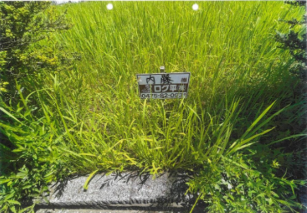 いすみ市岬町、土地の画像です