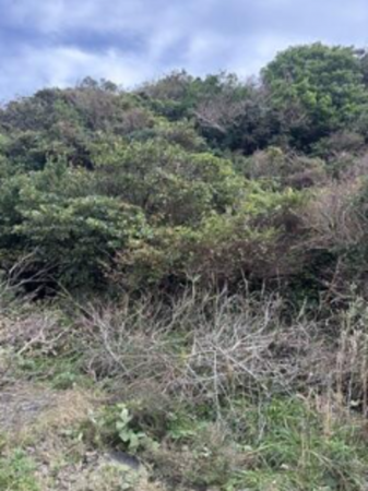 いすみ市岬町、土地の画像です