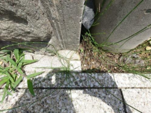 いすみ市大原最上台、土地の画像です