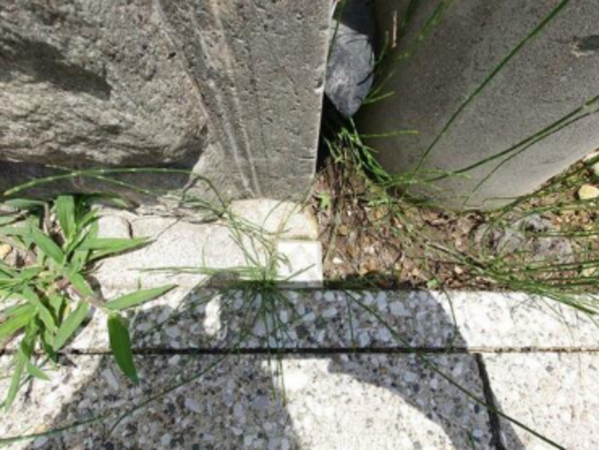 いすみ市大原最上台、土地の画像です