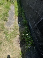 宮崎市曽師町、土地の画像です