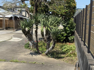 宮崎市波島、土地の画像です