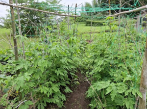 宮崎市佐土原町、中古一戸建ての画像です