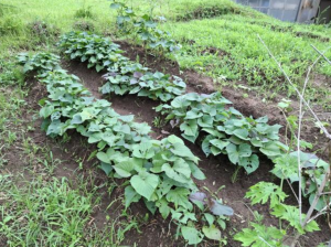 宮崎市佐土原町、中古一戸建ての画像です