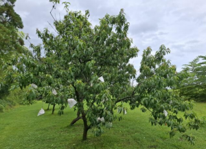 宮崎市佐土原町、中古一戸建ての画像です