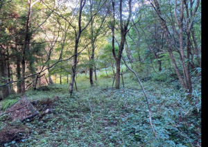 佐賀市三瀬村三瀬、土地の外観画像です