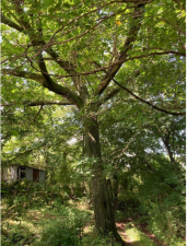 三戸郡南部町大字森越、土地の外観画像です