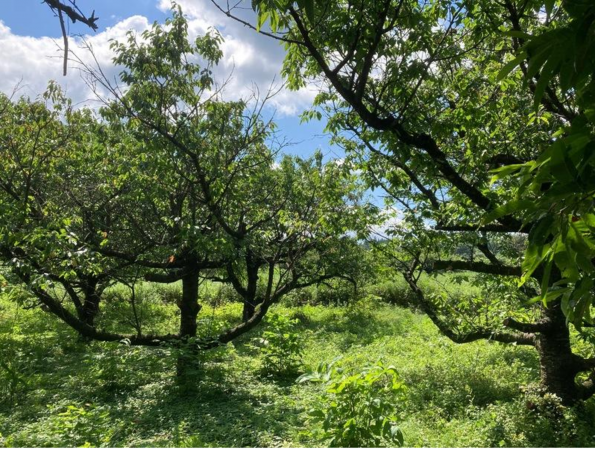 三戸郡南部町大字森越、土地の外観画像です