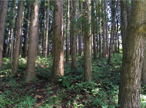 八戸市大字是川、土地の外観画像です