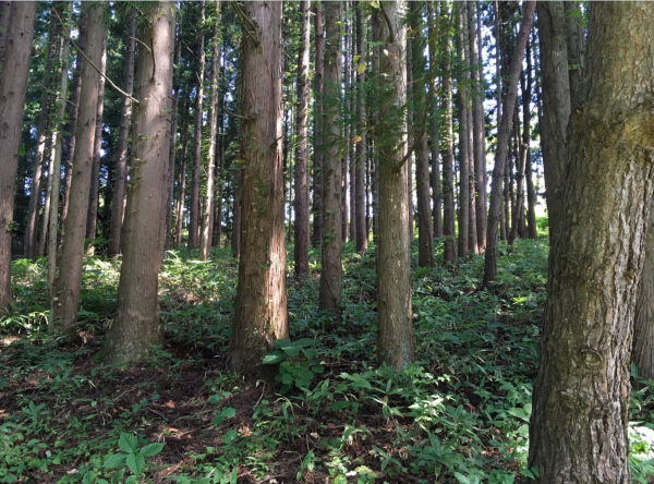 八戸市大字是川、土地の外観画像です