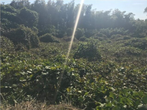 宇部市大字西岐波、土地の外観画像です
