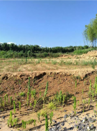 豊橋市伊古部町、土地の画像です