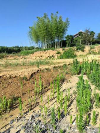 豊橋市伊古部町、土地の画像です