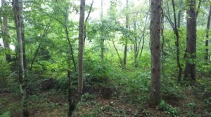 安曇野市穂高、土地の画像です