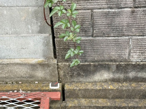 春日部市武里中野、土地の画像です