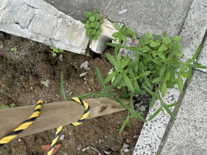 春日部市備後東、土地の画像です