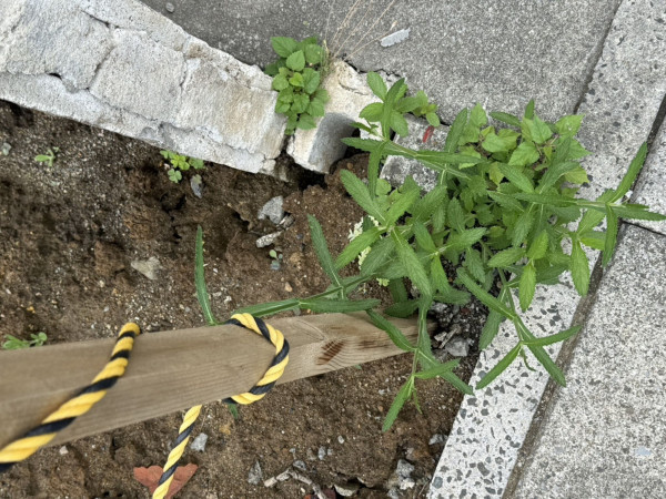 春日部市備後東、土地の画像です