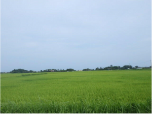 大網白里市南今泉、土地の画像です