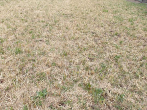 茂原市弓渡、土地の画像です