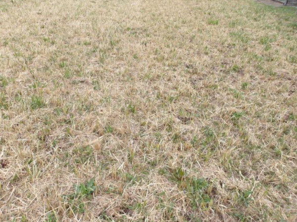 茂原市弓渡、土地の画像です