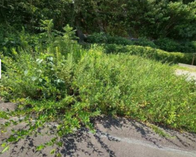 岡崎市明大寺町、土地の画像です