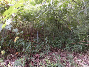 帯広市川西町、土地のその他画像です