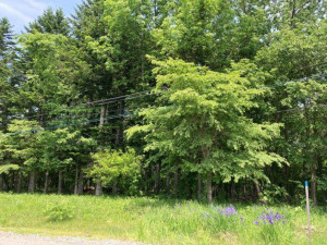 帯広市岩内町、土地の画像です