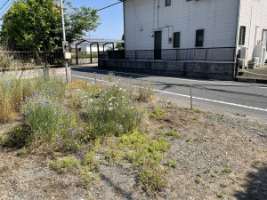 熊谷市肥塚、土地の画像です