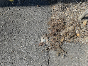 熊谷市上川上、土地の画像です